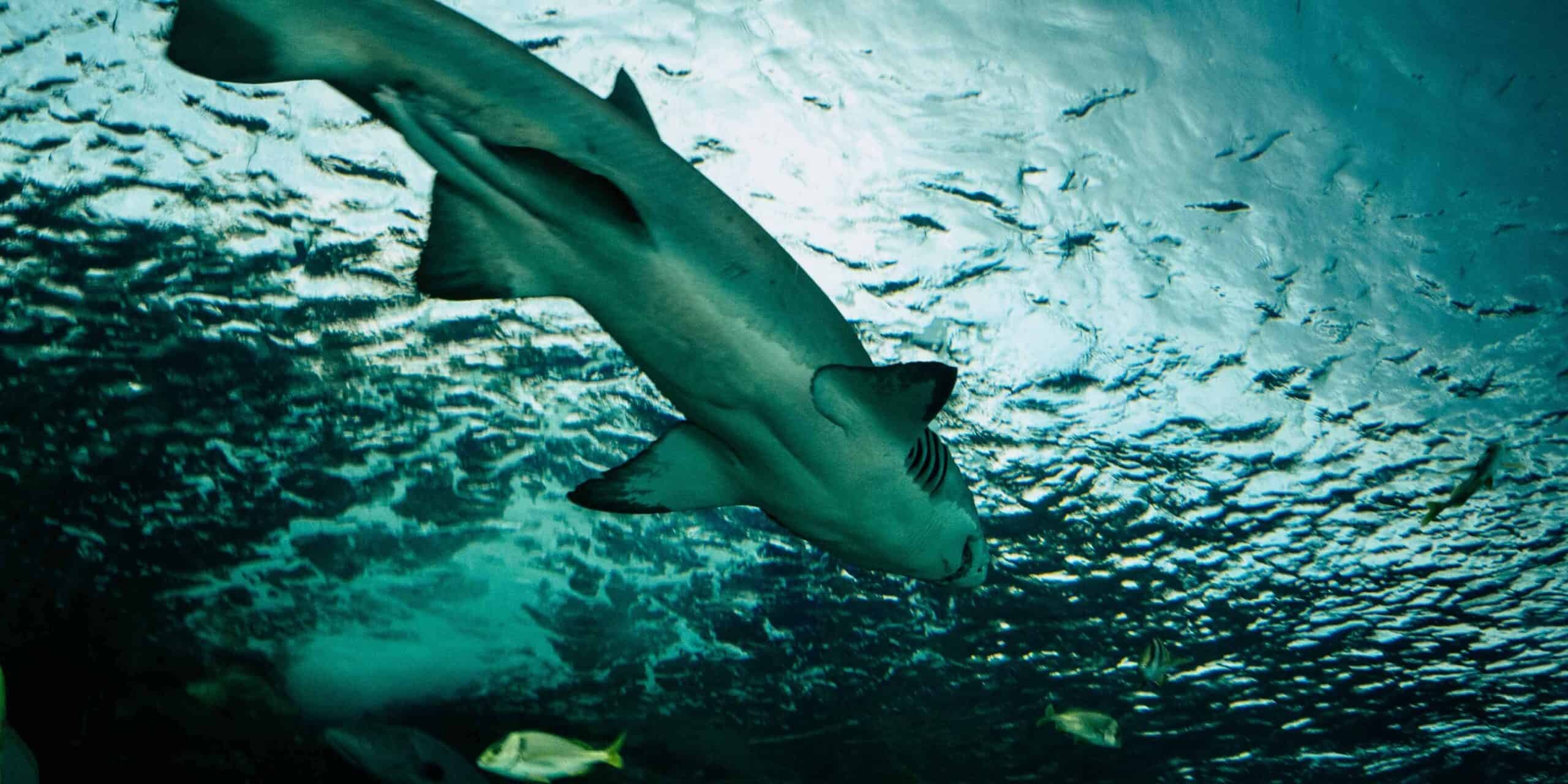 Tiger Shark swimming across the sea