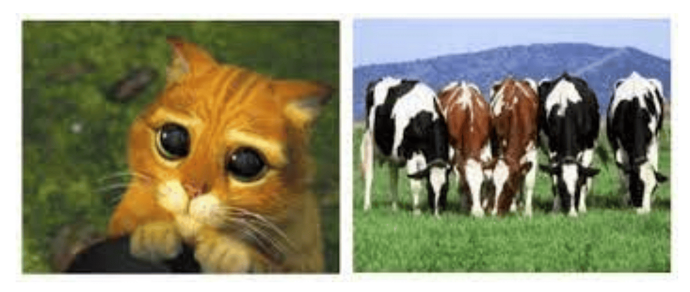 A picture of cat and five cows