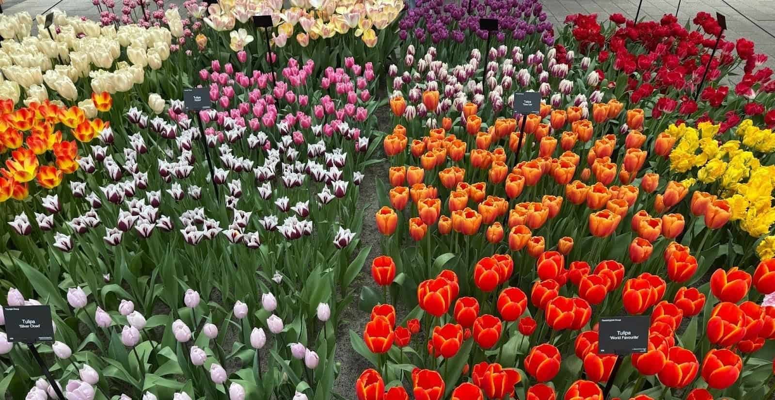 Avery's tulip capture in Amsterdam